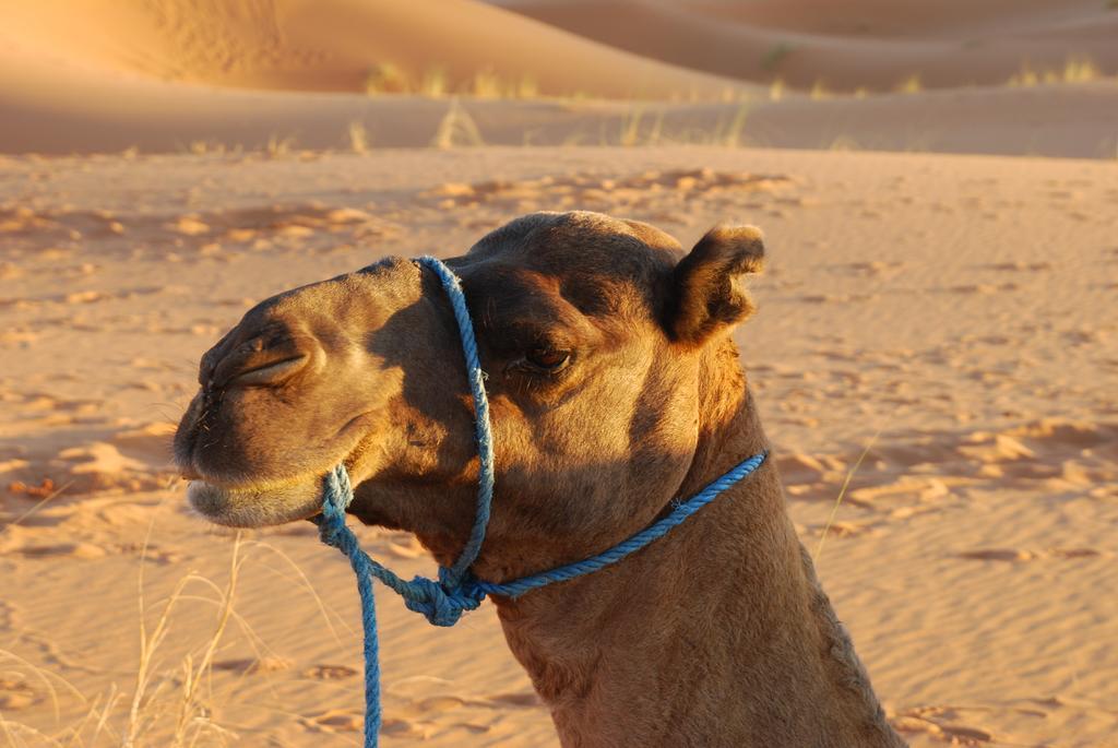 Auberge De Charme Les Dunes D'Or Merzouga Esterno foto